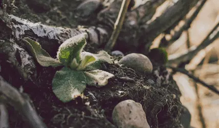 Look deep into nature, and then you will understand everything better (LSD)