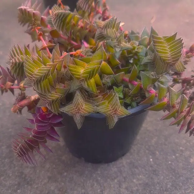 Unedited replication of LSD recursion. (PC: r/succulents)