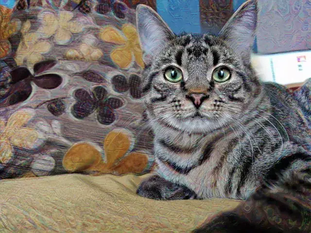 Meet Munchie, cat with many faces (Acid visuals)