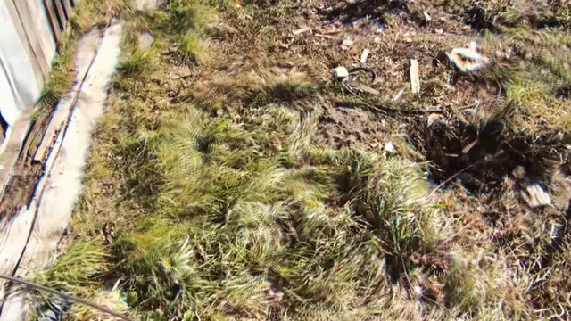 Is there something in the grass? (2g of shrooms)