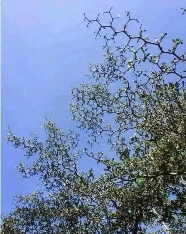 Found this post on r/NatureIsFuckingLit Don't know who the creator is. But this picture reminds me of the first time I took acid. The trees looked EXACTLY like this. Thought I would share with you all.
