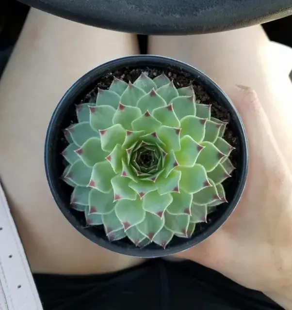 Looking down at a plant