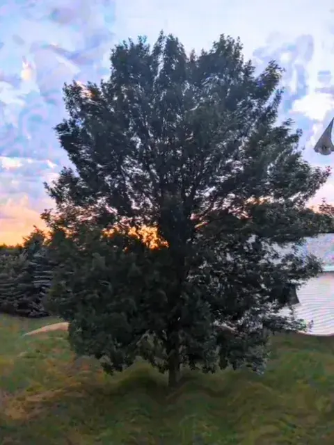 Lost in This Tree