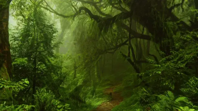 Lost in the woods