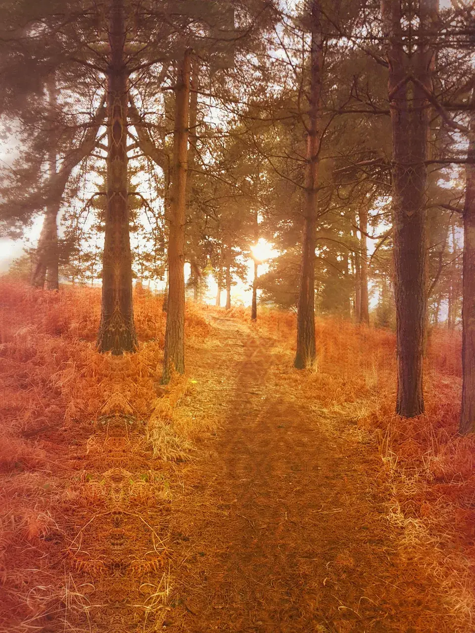 Recreated a 'special' walk in the woods from memory