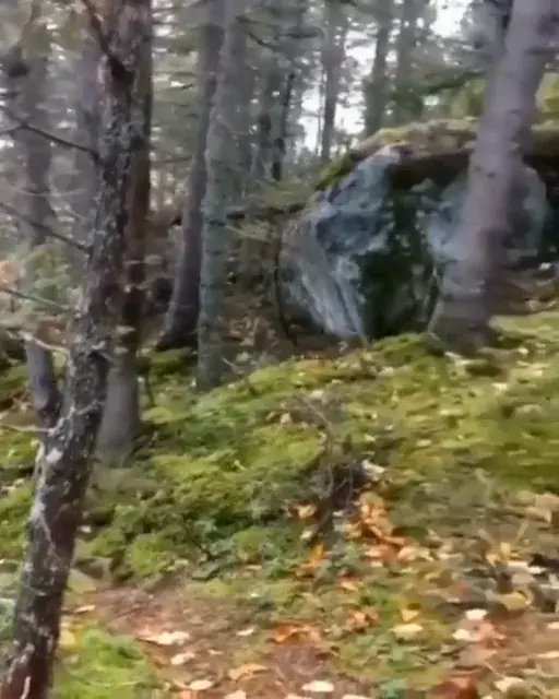 Intense Trip