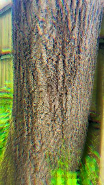 First LSD replication attempt , Lmk what to improve