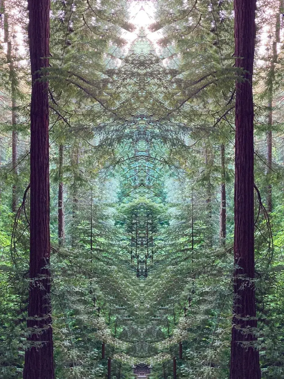 Redwood Replications. Symmetry and entity emergence.