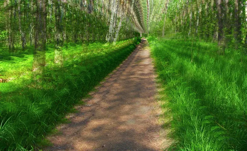 Path through the forest