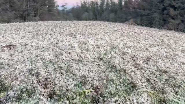 Field