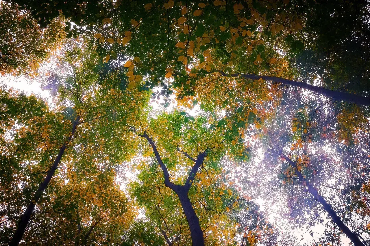 Last week I did LSD for the first time. It was a pretty chill come up and suddenly I looked up. It was so beautiful. Took a picture of it