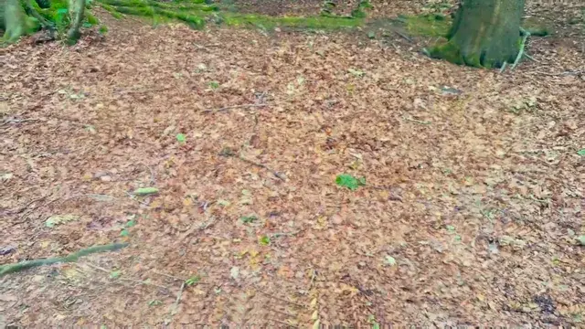 walk in the woods
