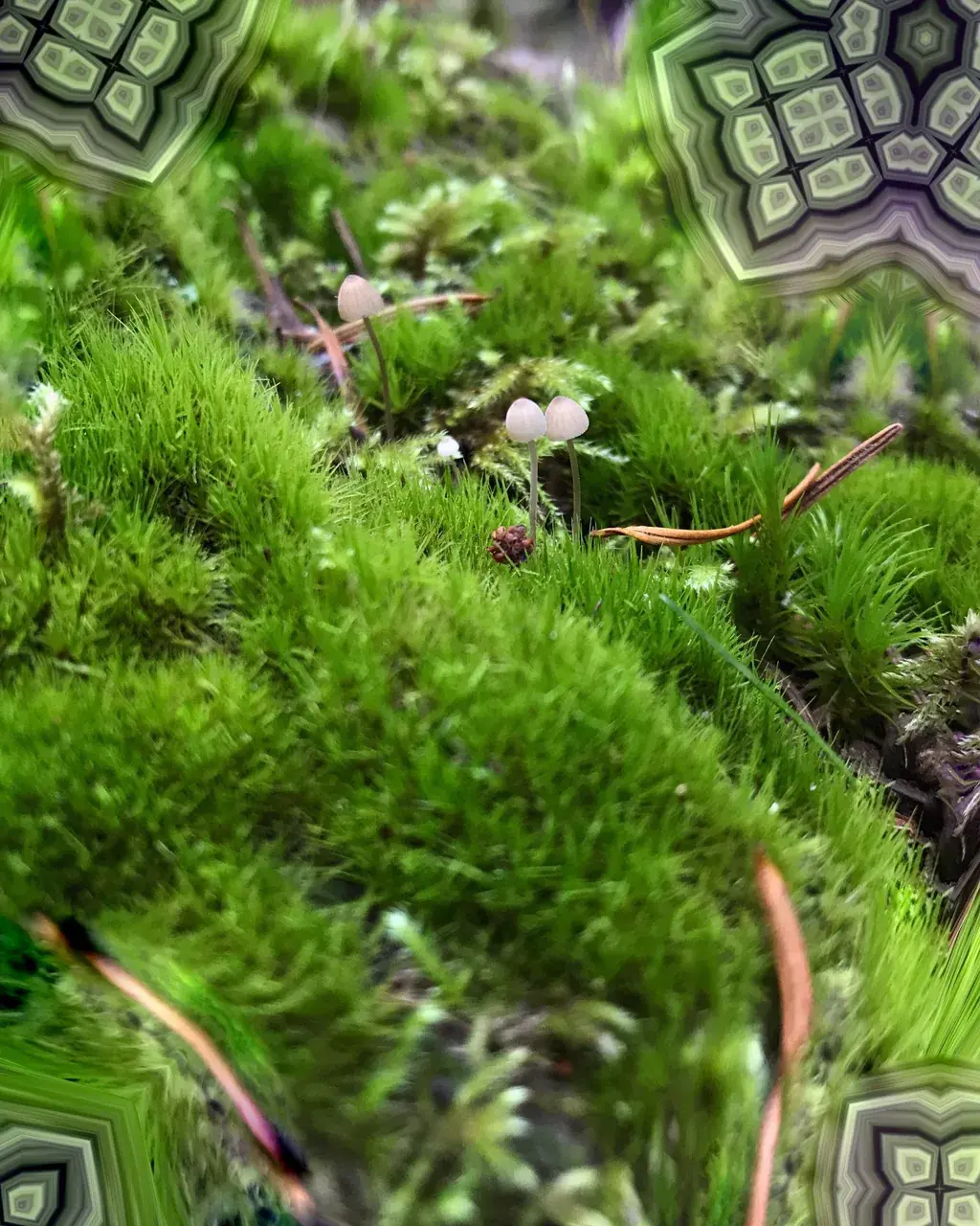 The growth of a pattern (representation of the infinite feeling of looking at fractal patterns - LSD)