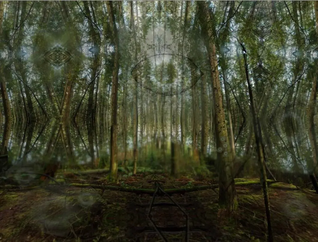 lsd in the woods