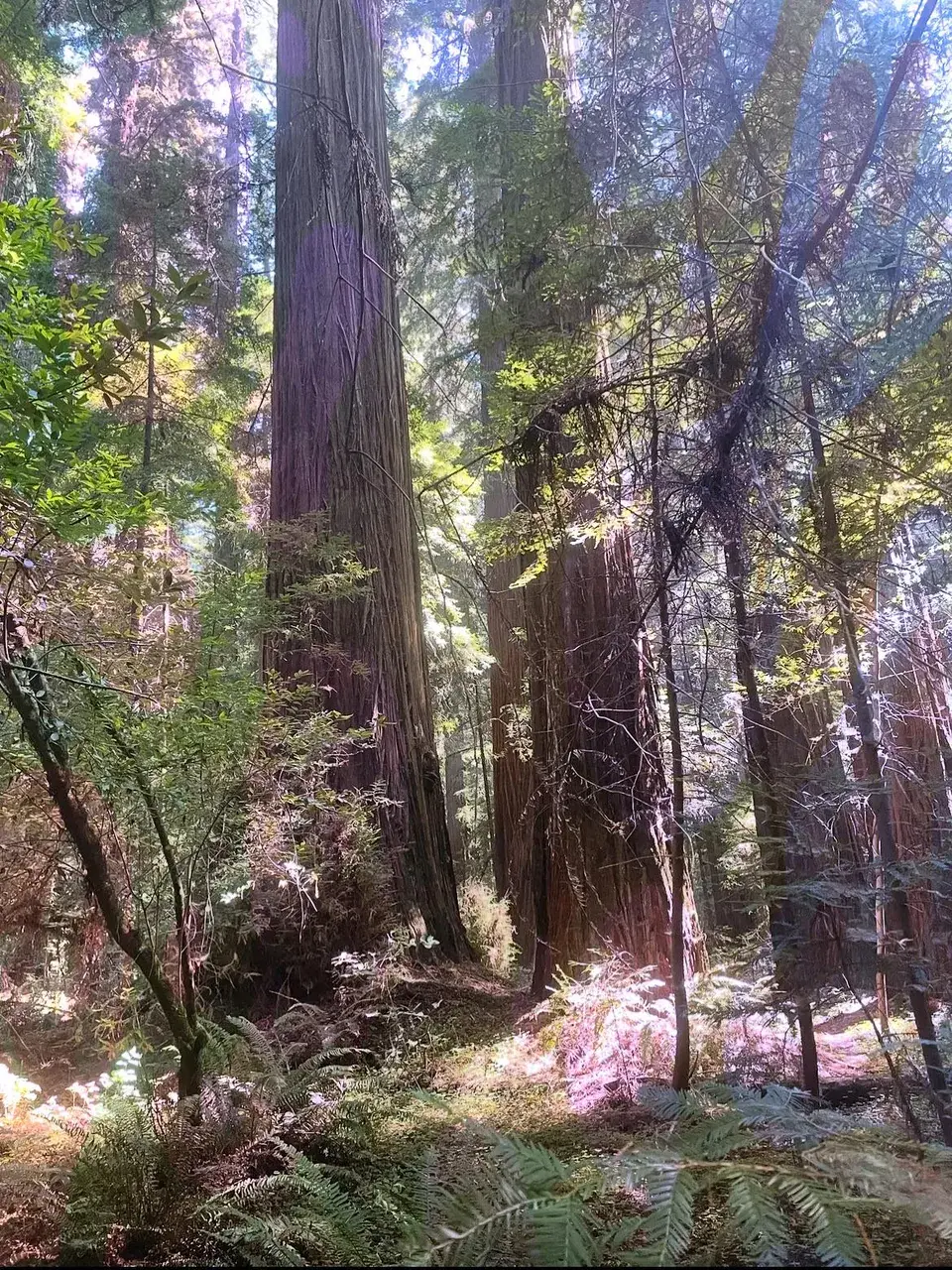 Valley of the giants 2023