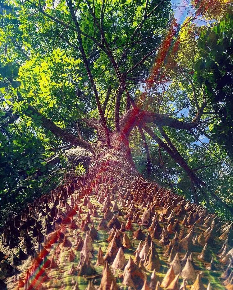 🌳