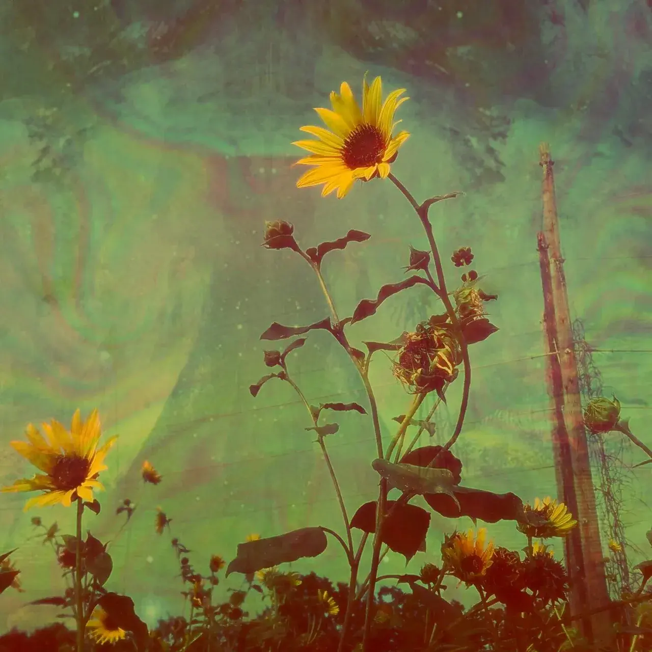 Sunflower Fields. [300ug LSD] (OC)