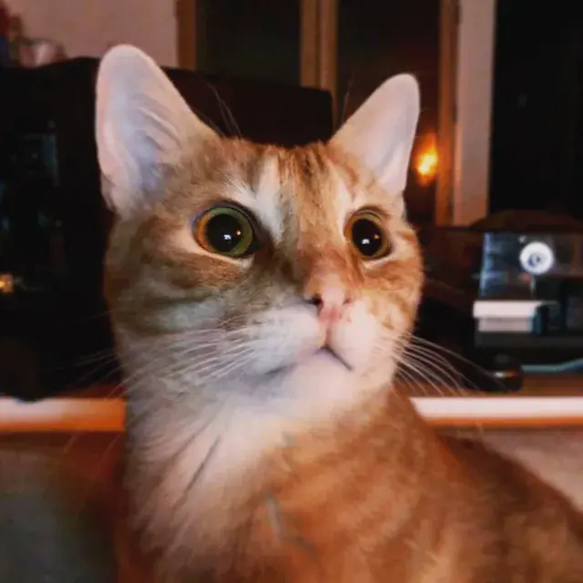 What my cat, Mugen, looks like while tripping