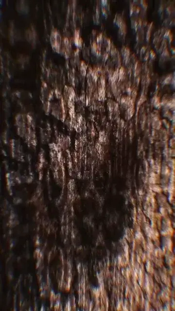 the tree bark is unfolding?!