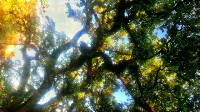 Looking up at an oak tree