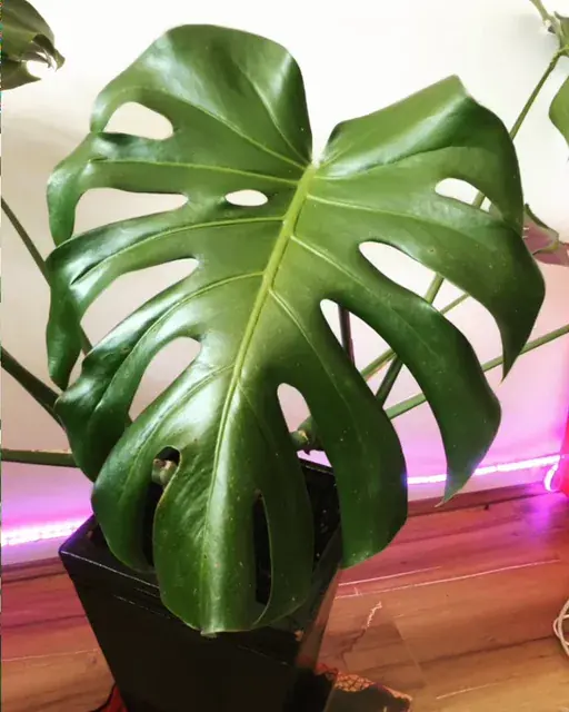 Replication of my monstera blending texture on 2g Subs