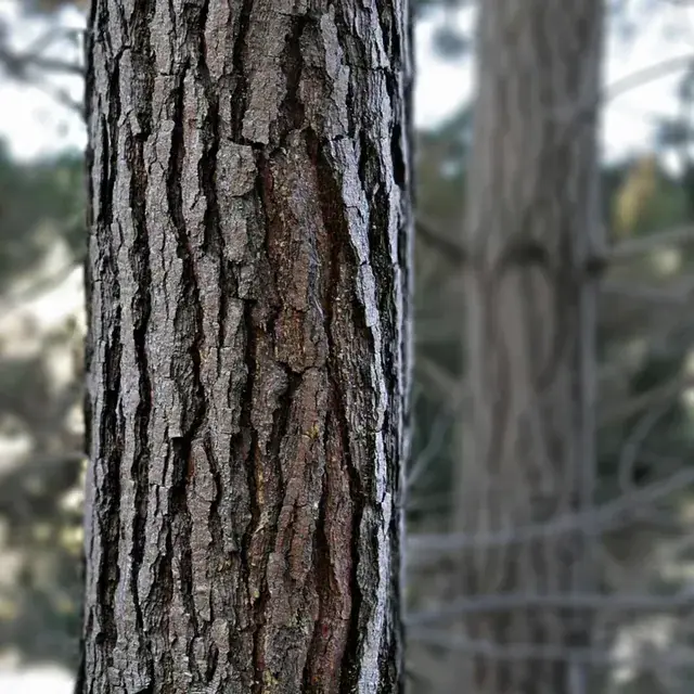 Melting Tree