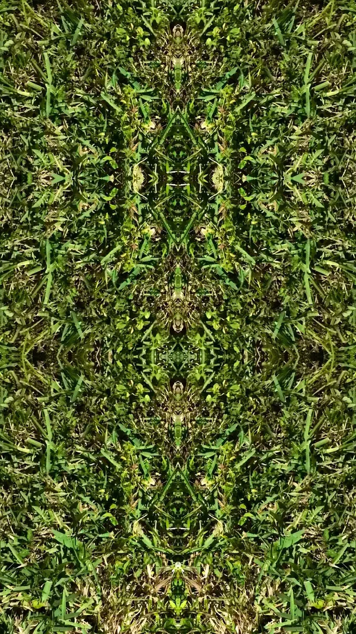Shapes in the grass