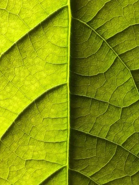 Breathing avocado leaf animation - Credit & thanks to ZestyDumpster for the [OC] still