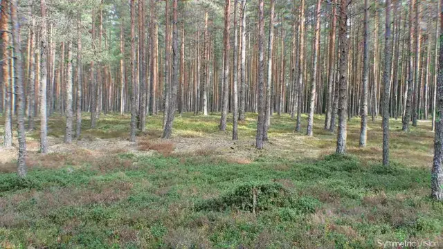 Going for one of those heavily altered forest hikes again