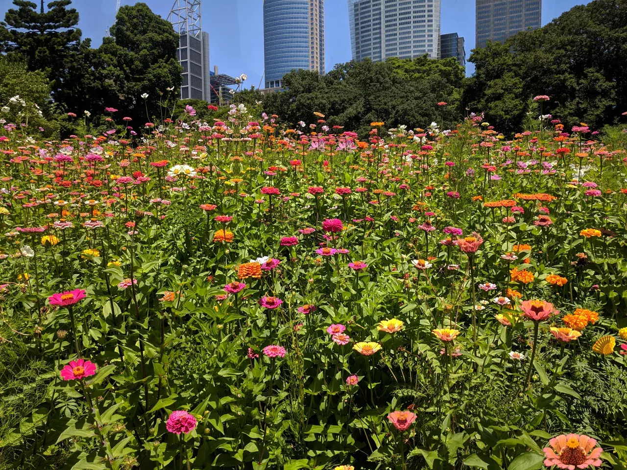 Zinnia Garden On Psilocybin