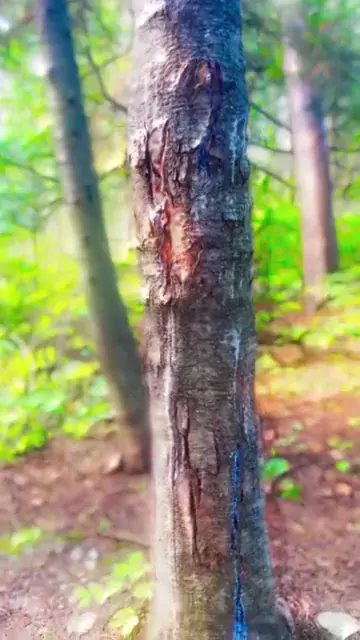 Northern Woods