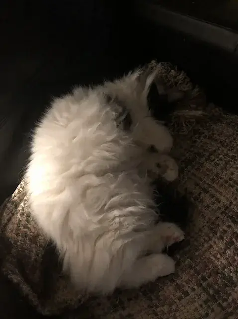 My catto