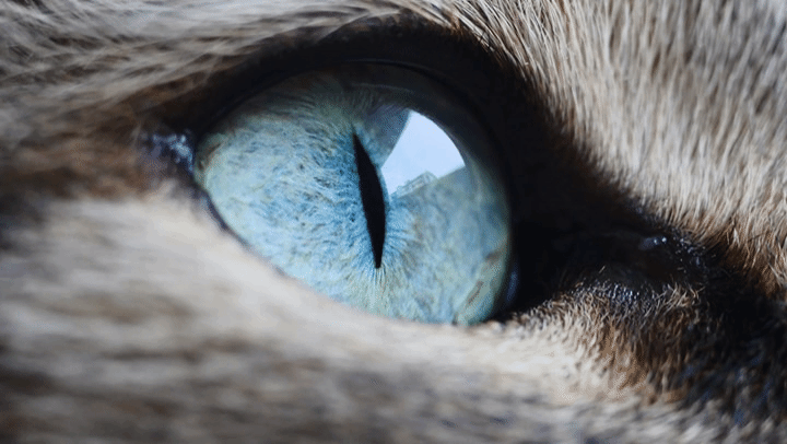 Cat Eye Closeup [OC]