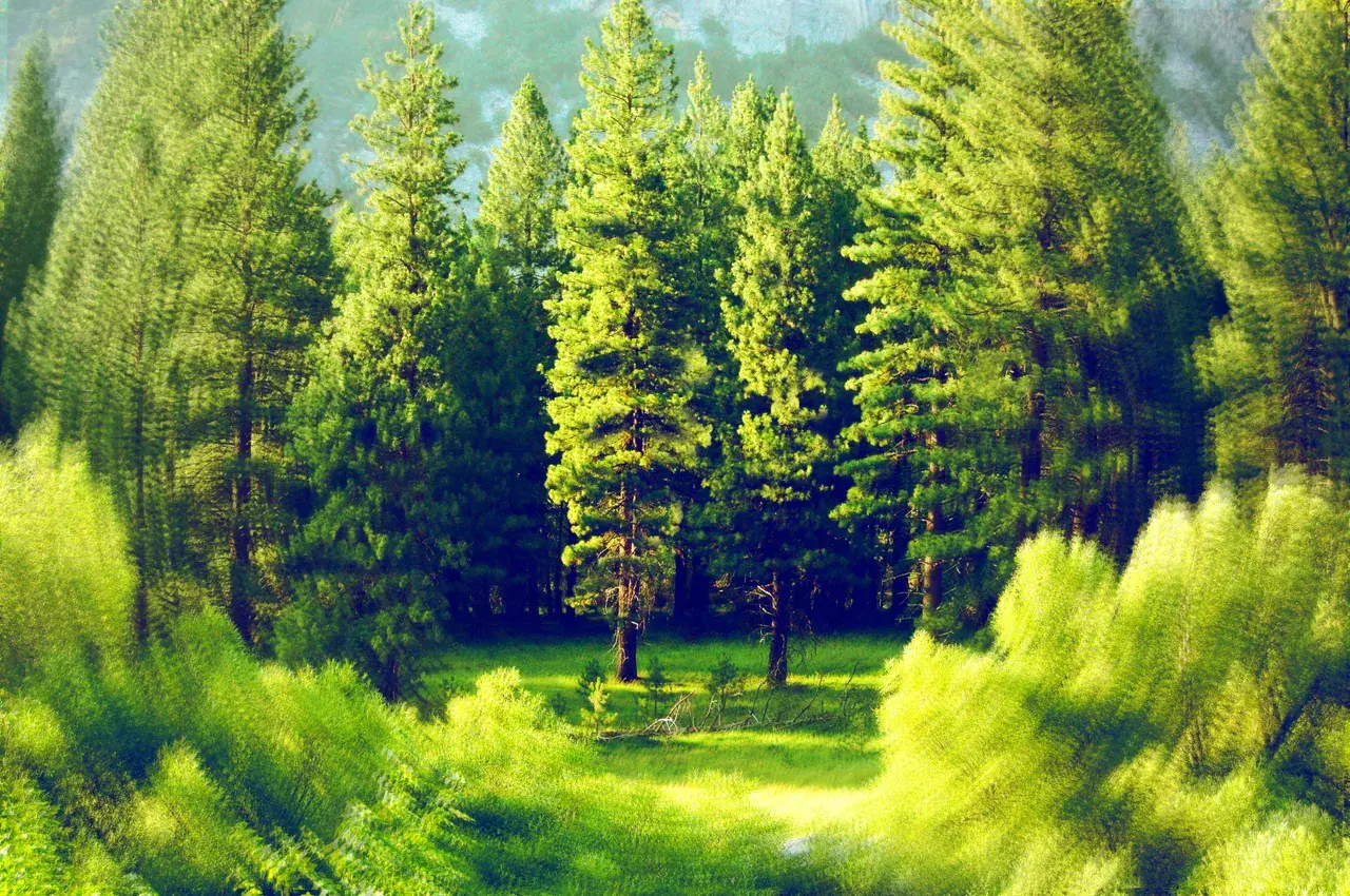 Shrooms and Trees