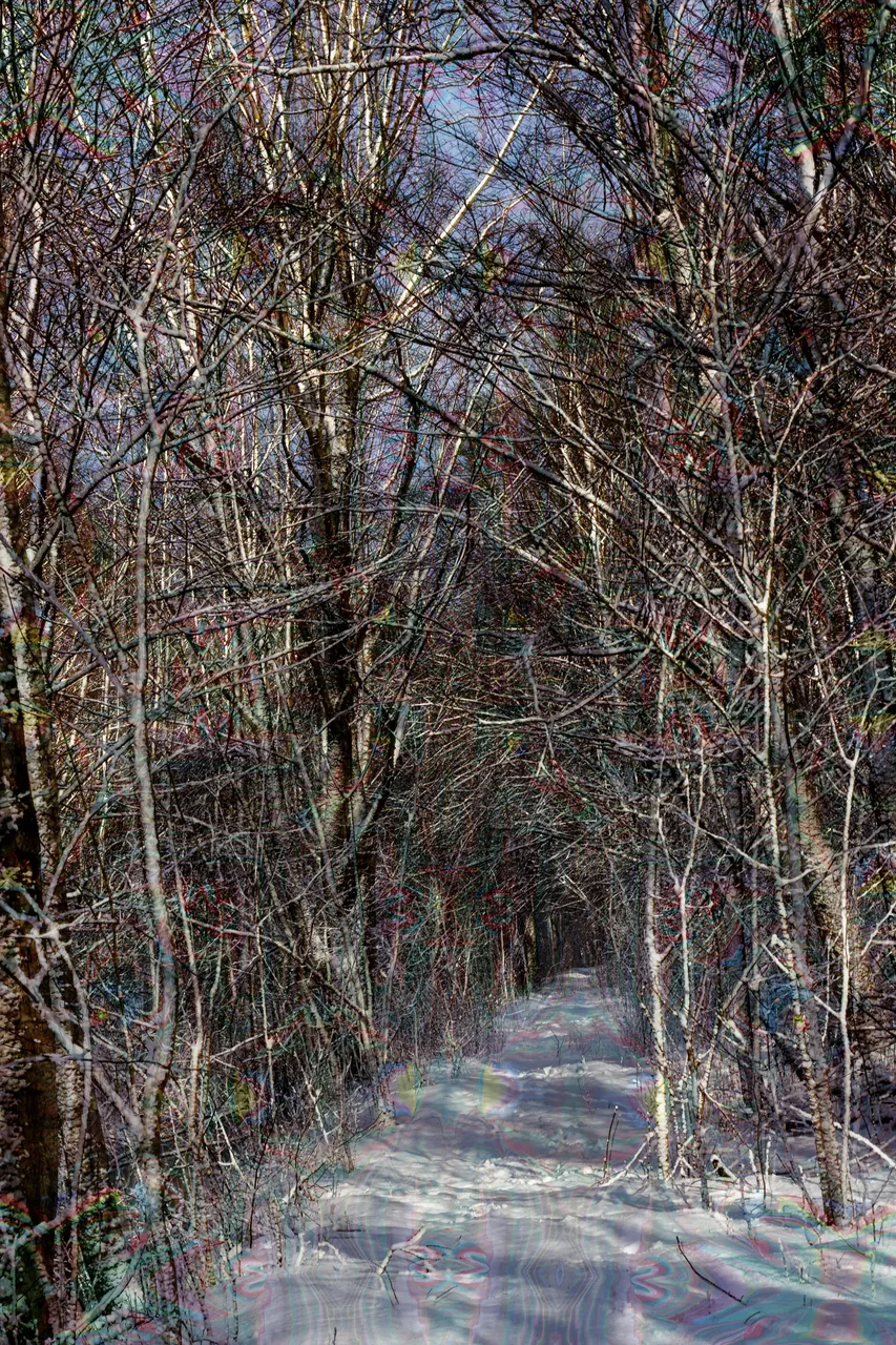 When we walk into a grove of trees the magic of nature takes over and the heaviness of life lifts just a little.