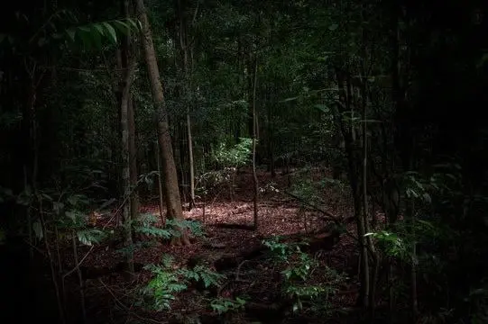 hppd induced by weed and no glasses in a dimly lit forest