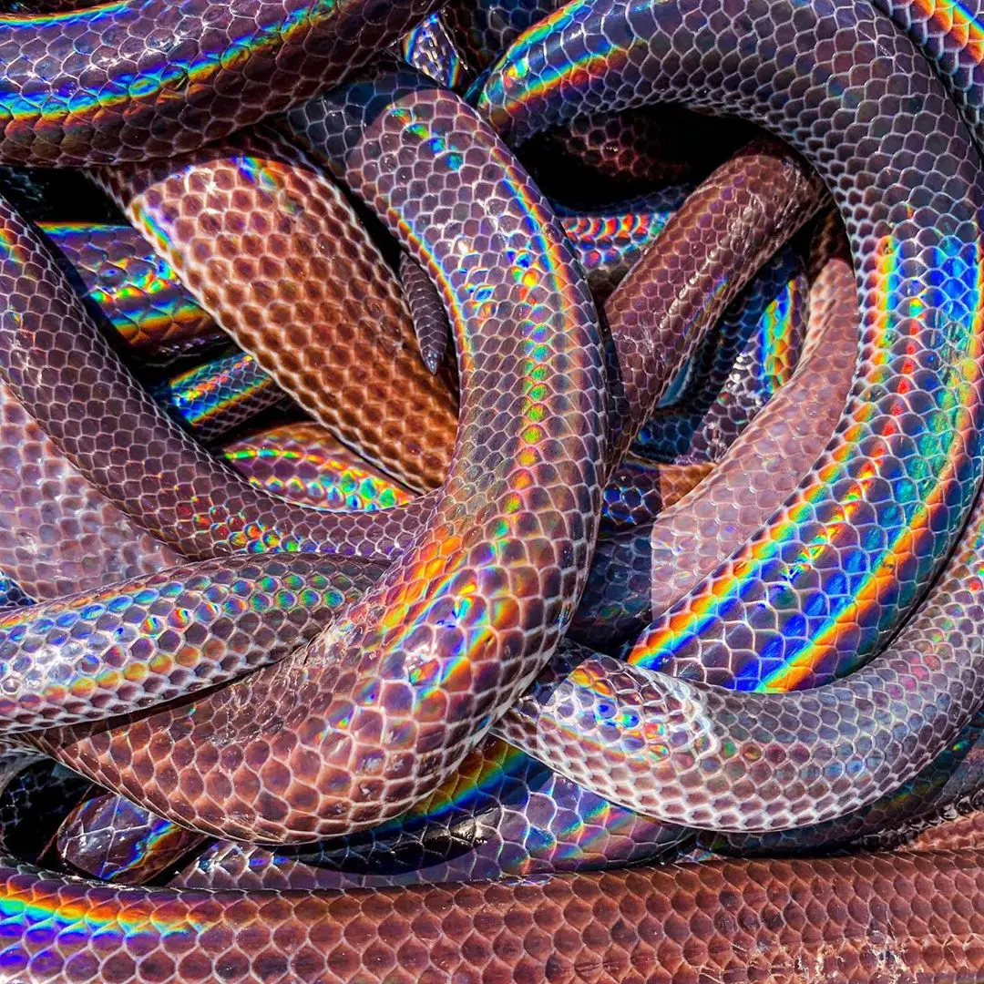 Real life ayahuasca visuals